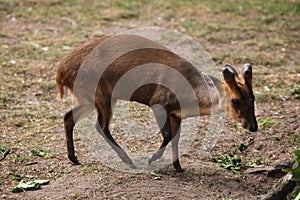 Chinese muntjac (Muntiacus reevesi), also known as the Reeves's