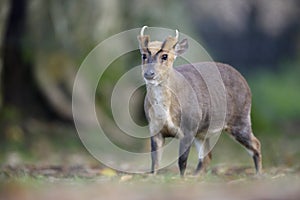 Chinese muntjac, Muntiacus reevesi