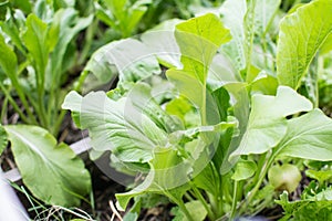 Chinese Mustard Green vegetable planting