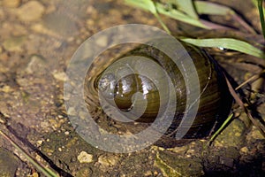 Chinese Mystery Snail   806531