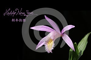 Chinese New Year background with Flower