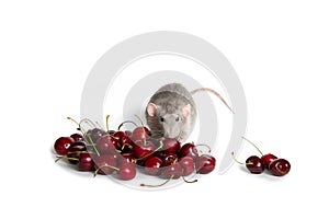 Chinese New Year. Charming dambo rat on a white isolated background eats a sweet cherry. Cute pet. The symbol of 2020