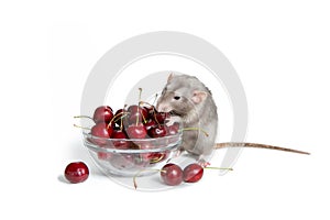 Chinese New Year. Charming dambo rat on a white isolated background eats a sweet cherry. Cute pet. The symbol of 2020