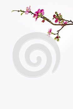 Chinese new year cherry blossom branch border on white background