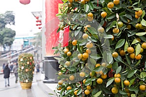 Chinese new year kumquat