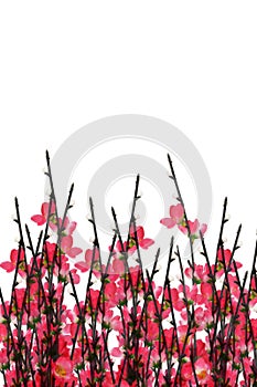 Chinese New Year plum blossom background