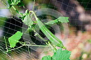 Chinese Okra on net