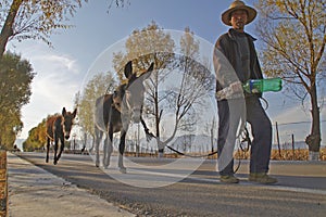 A Chinese old man and his donkeys