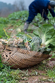 Chinese old people picking vegetables in the fields