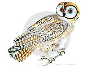 Chinese Owl