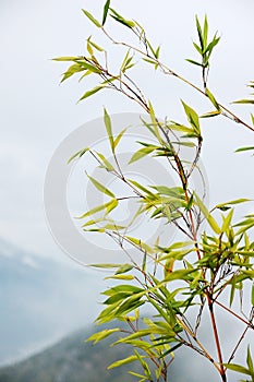 Chinese paintings of bamboo