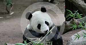 Chinese Panda Bear eating bamboo branches 4K