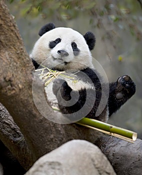 Chinese panda bear eating bamboo, china