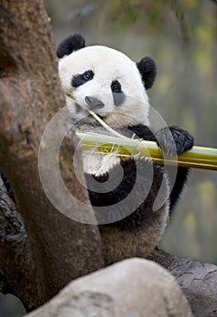 Chinese panda bear eating bamboo, china