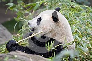 Chinese panda bear eating bamboo, china