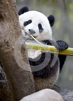 Chinese panda bear male juvenile eating bamboo