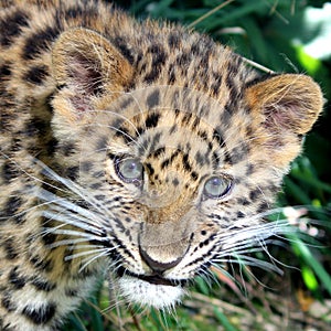 Chinese panther, Amour panther photo