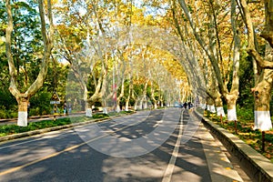 Chinese parasol road