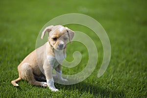 Chinese pastoral dog