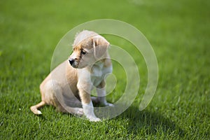 Chinese pastoral dog