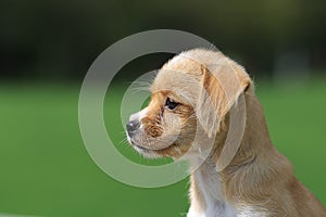 Chinese pastoral dog