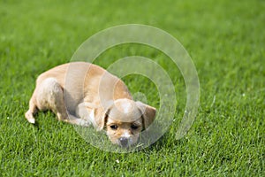 Chinese pastoral dog