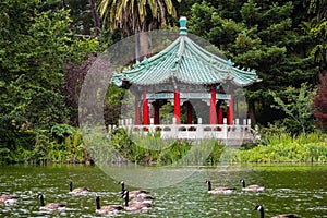 The Chinese Pavilion on the shoreline of Stow Lake; a group of Canada geese swimming on the lake, Golden Gate park, San Francisco