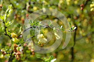 Chinese Pea Shrub