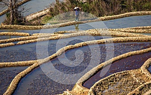 Chinese peasant is walking along the edge of a rice field.