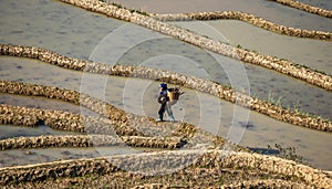 Chinese peasant is walking along the edge of a rice field.