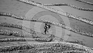 Chinese peasant is walking along the edge of a rice field.