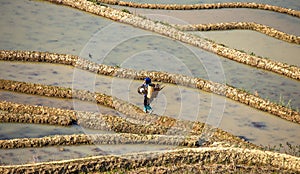 Chinese peasant is walking along the edge of a rice field.