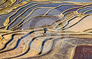 Chinese peasant is walking along the edge of a rice field.