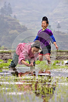 Chinese peasant woman transplanted rice seedlings in the rice pa