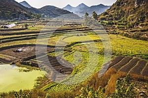 Chinese Peasant Working Fields, Guizhou, China