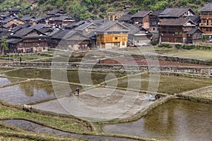 Chinese peasants working in a flooded field near village.