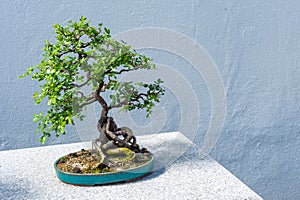 Chinese Peashrub Bonsai