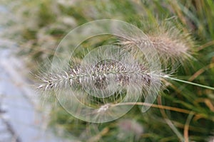 Chinese pennisetum or Chinese fountaingrass (Pennisetum alopecuroides) close-up