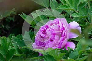 ???? Chinese Peony