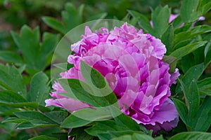 ???? Chinese Peony