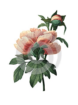 Chinese peony | Antique Flower Illustrations