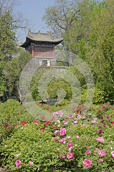 Chinese peony garden