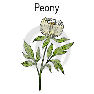 Chinese peony Paeonia lactiflora , medicinal plant