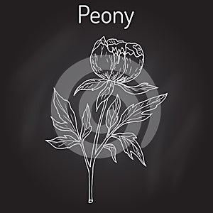Chinese peony Paeonia lactiflora , medicinal plant