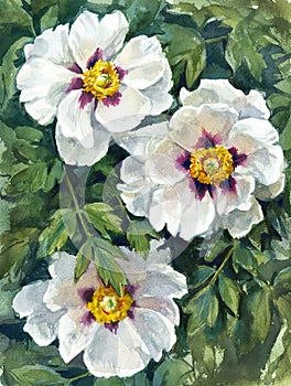 Chinese peony, watercolor illustration.