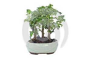 Chinese pepper bonsai over white