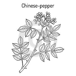 Chinese-pepper, flatspine prickly-ash zanthoxylum simulans , medicinal plant