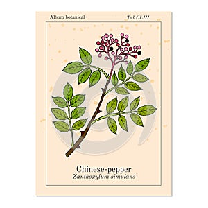 Chinese-pepper, flatspine prickly-ash zanthoxylum simulans , medicinal plant