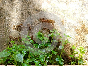 Chinese petel, Peperomia pellucida