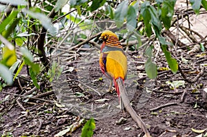 Chinese Pheasant at Birds of Eden in Plettenberg Bay South Africa